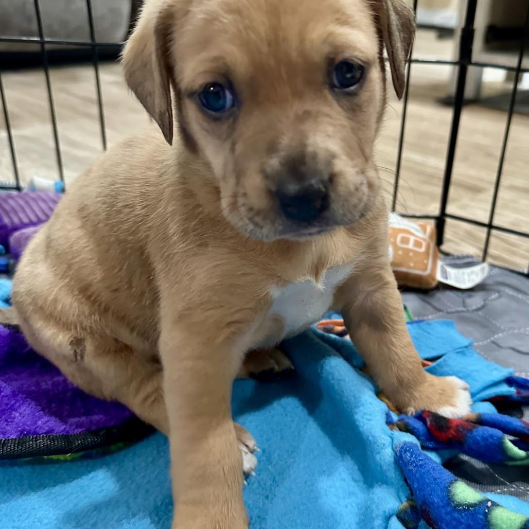 Peony  Pepper thumbnail 4