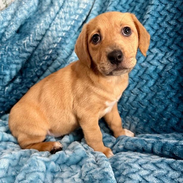 Peony's Pup- Pepper — thumbnail 5