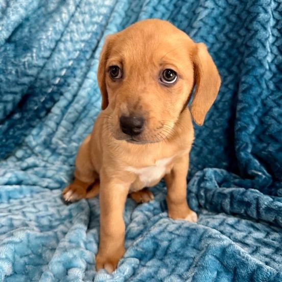 Peony's Pup- Pepper — thumbnail 6