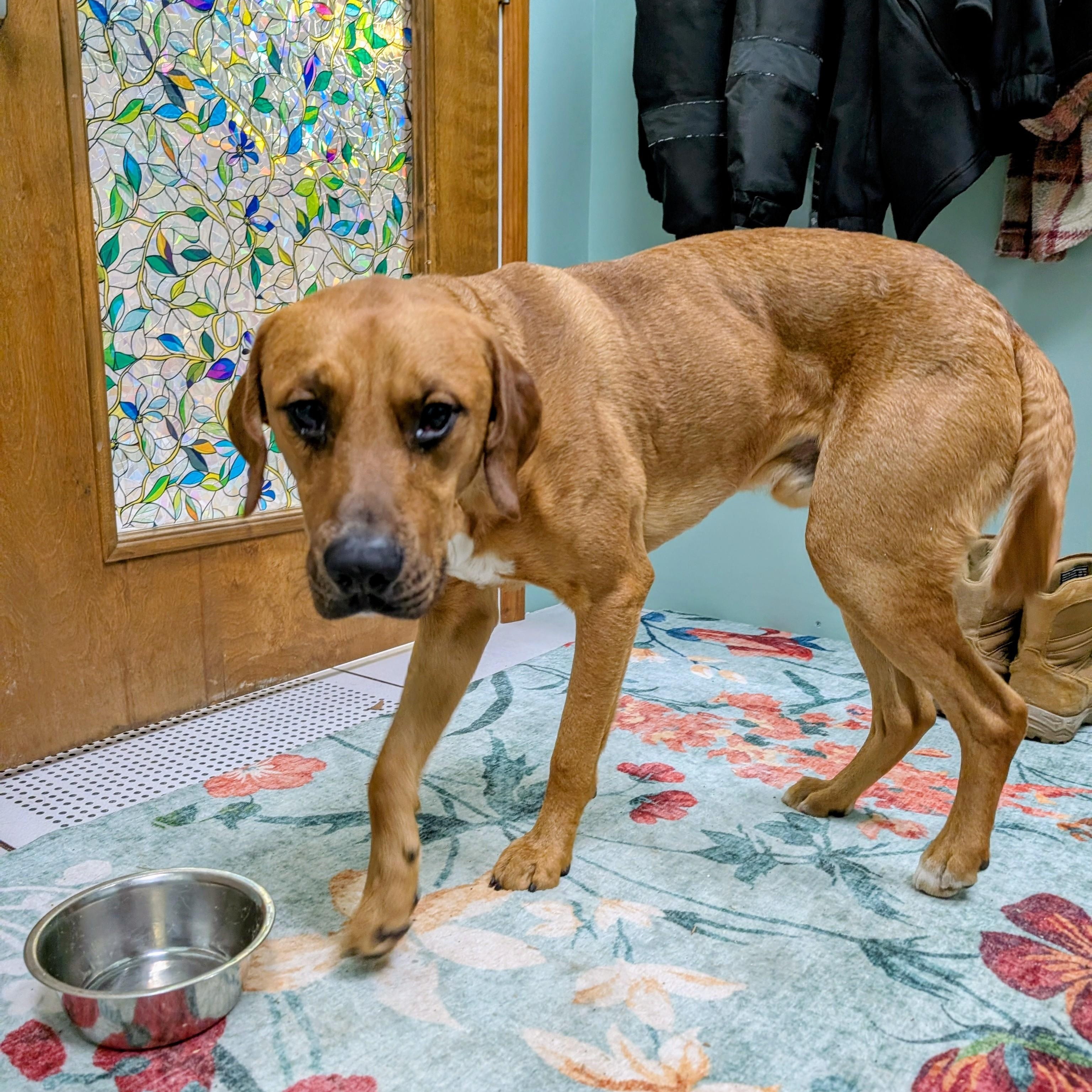 Bodhi, Adoptable, Young Male Labrador Retriever & Rhodesian Ridgeback.