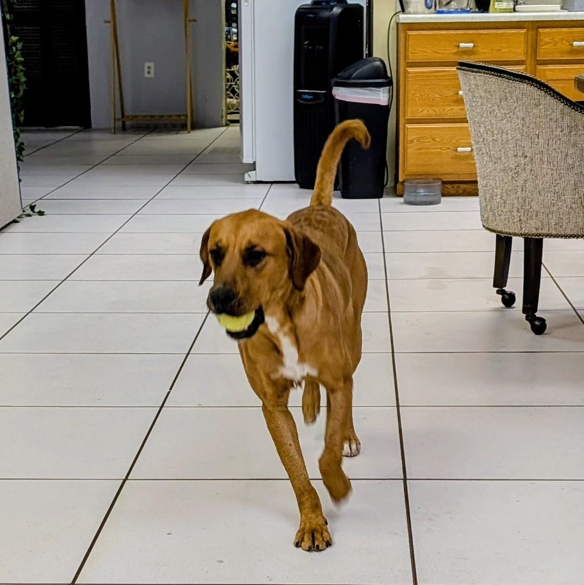 Enlarge Bodhi, an adopted mixed breed in Archbold , OH image 2/3