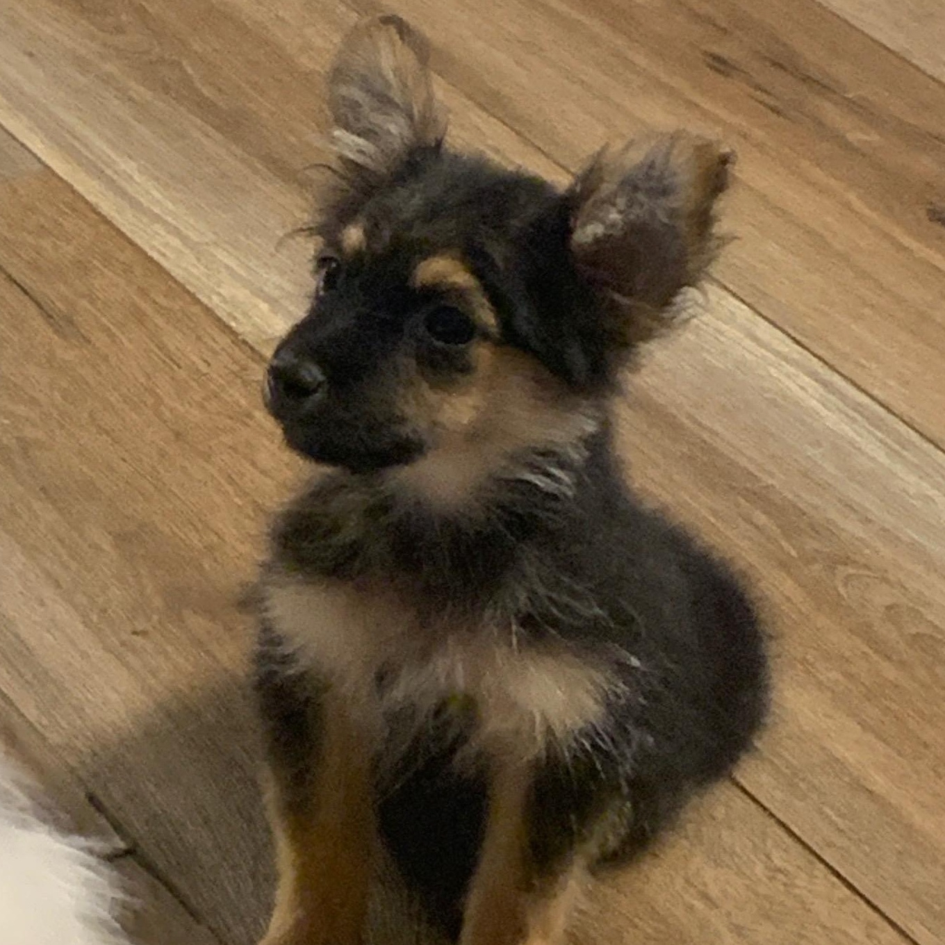 Toasty, adopted, Puppy Male Chihuahua & Yorkshire Terrier.
