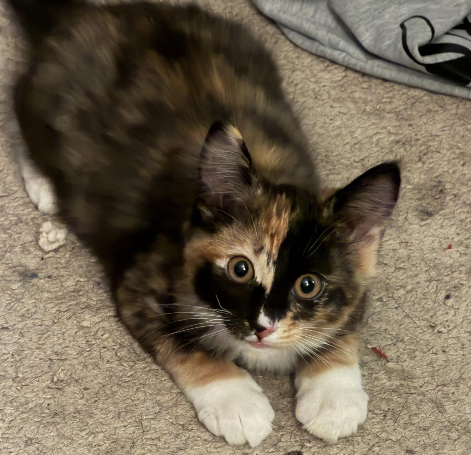 Betsy, Adoptable, Young Female Domestic Long Hair & Calico.