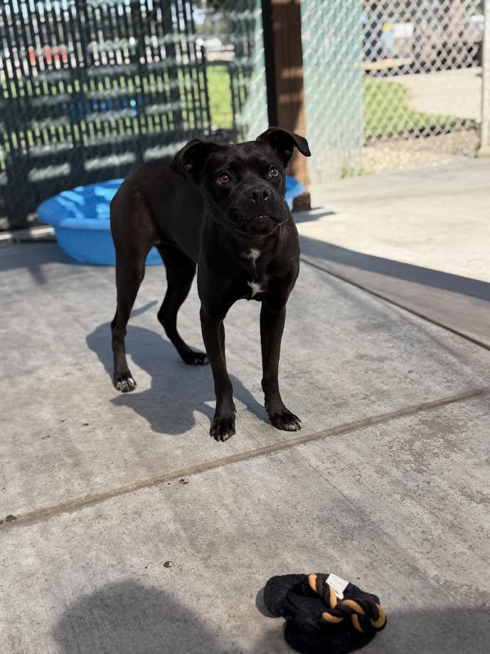 Ariel, an adopted mixed breed in Oakdale, CA image 1/3