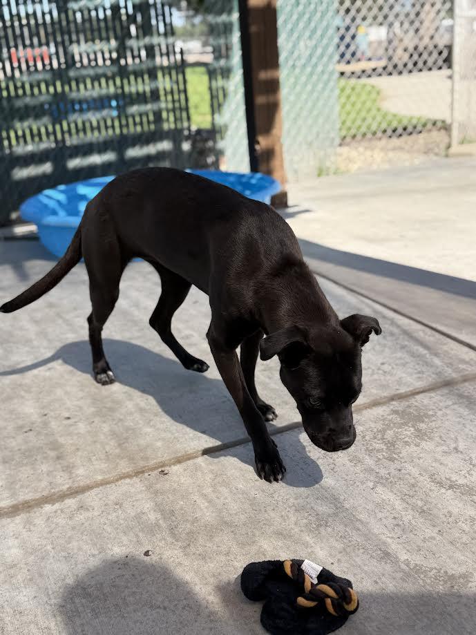 Ariel, an adopted mixed breed in Oakdale, CA image 2/3