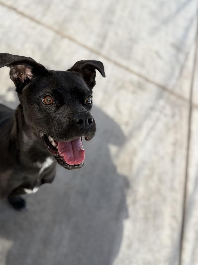 Ariel, an adopted mixed breed in Oakdale, CA image 3/3