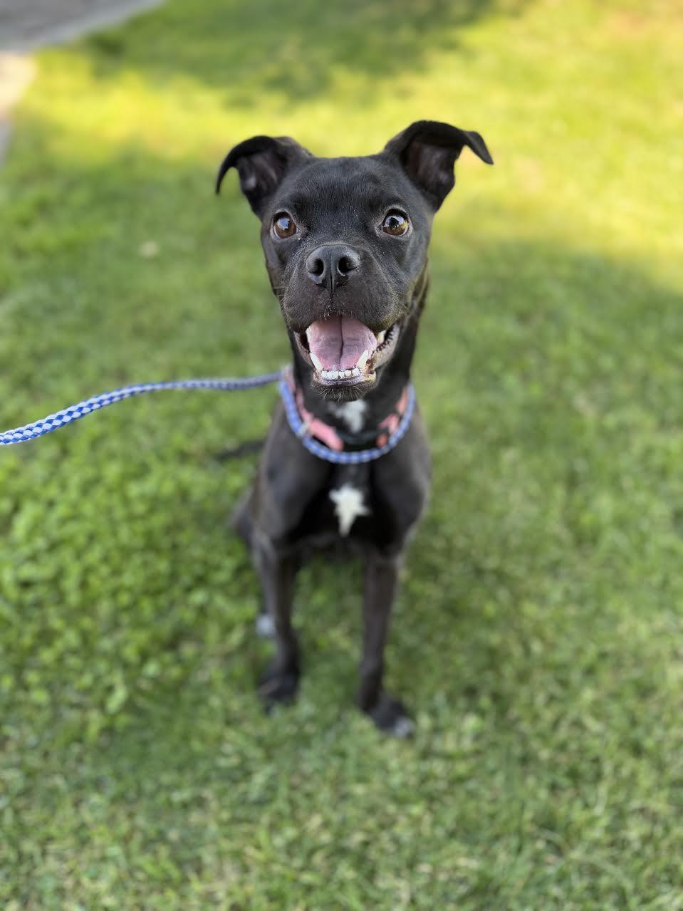 Ariel, ADOPTABLE, Young Female Labrador Retriever.