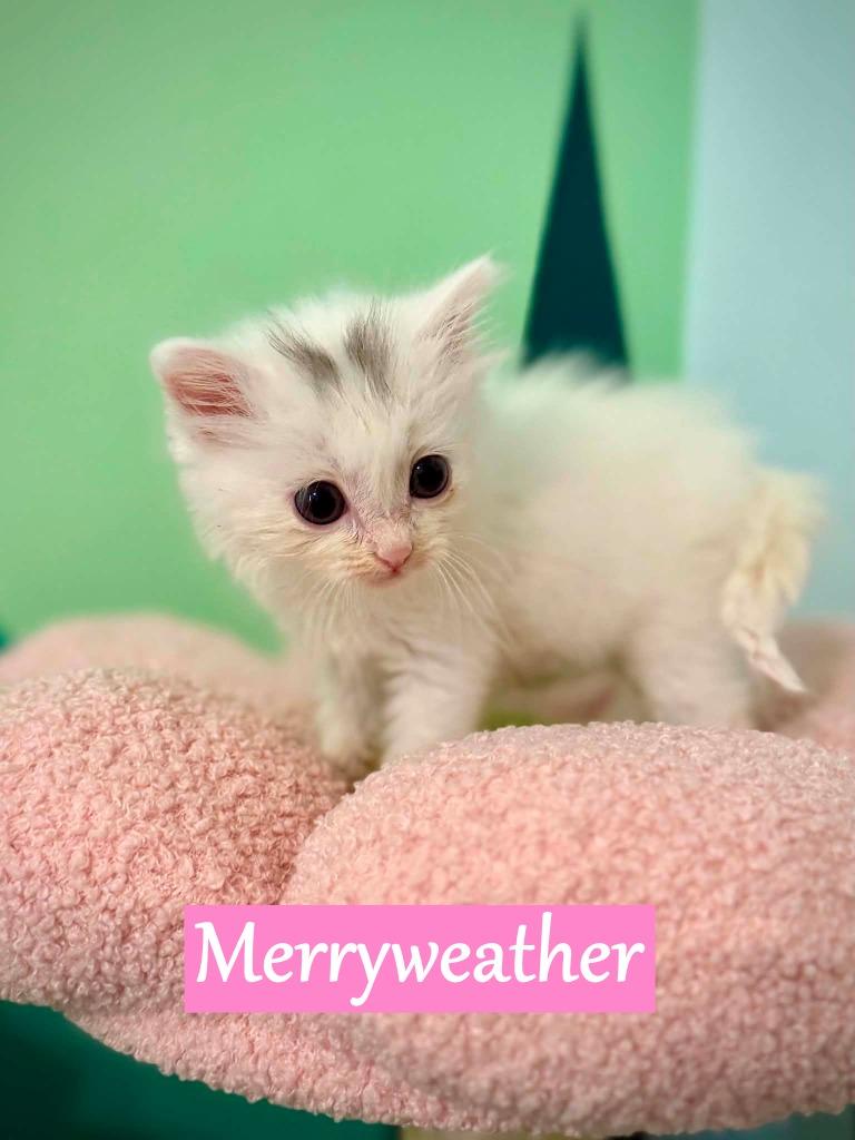 Merryweather, Adopted, Kitten Female Domestic Medium Hair.
