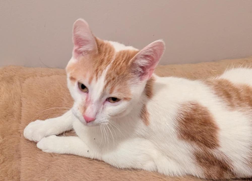 Quentin, Adoptable, Kitten Male Domestic Short Hair.