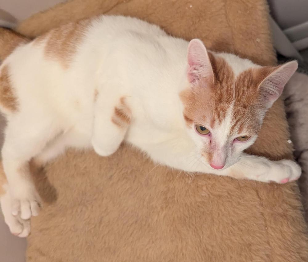 Enlarge Quentin, a Adoptable mixed breed in South Bend, IN image 2/2