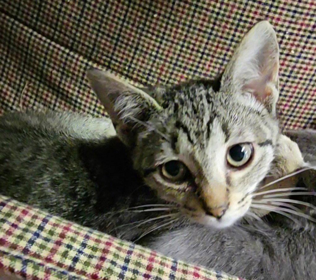 Enlarge Halo, a Adoptable Domestic Short Hair in Lovingston, VA image 1/3