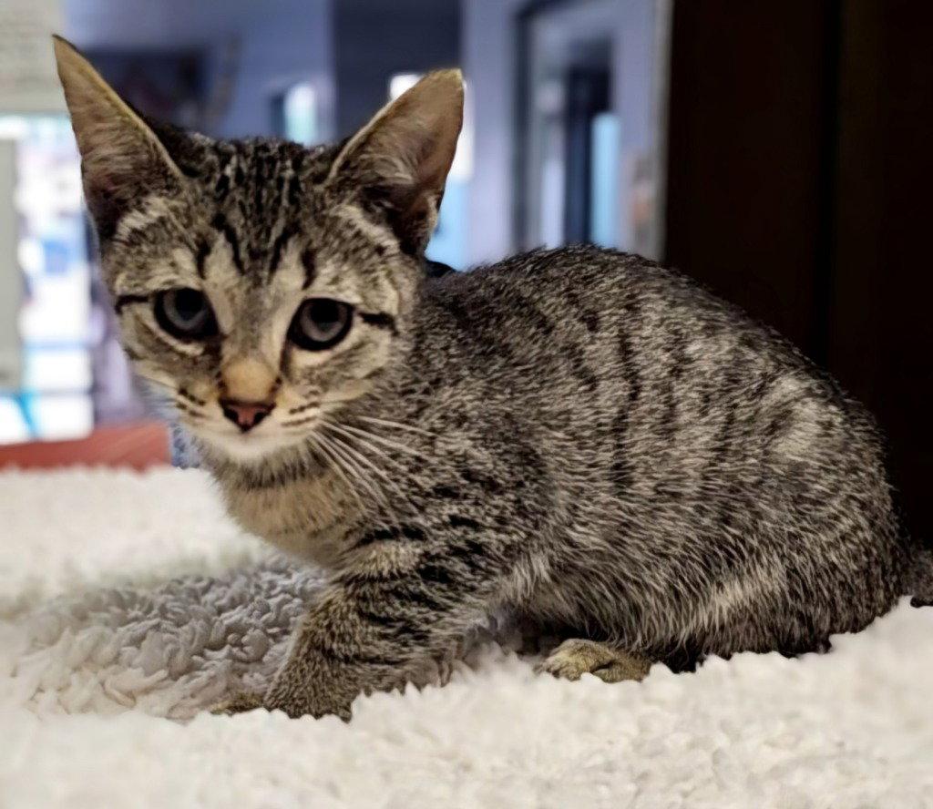 Enlarge Halo, a Adoptable Domestic Short Hair in Lovingston, VA image 2/3