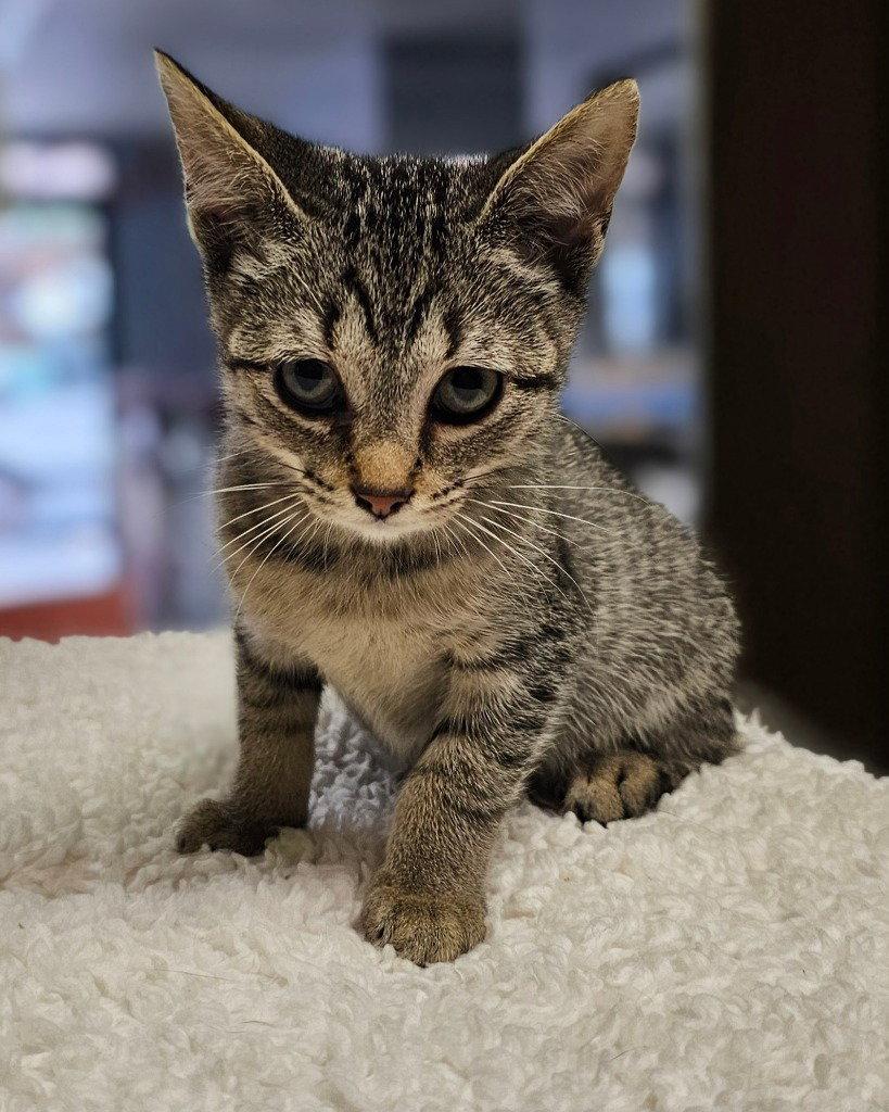 Enlarge Halo, a Adoptable Domestic Short Hair in Lovingston, VA image 3/3