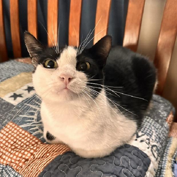 Enlarge Delta, a Adoptable Domestic Short Hair in Tampa, FL image 1/4