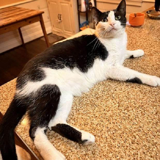 Enlarge Delta, a Adoptable Domestic Short Hair in Tampa, FL image 2/4