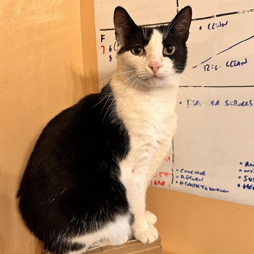 Enlarge Delta, a Adoptable Domestic Short Hair in Tampa, FL image 3/4