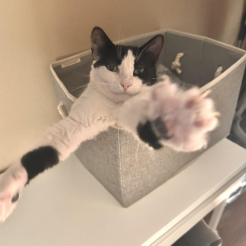 Enlarge Delta, a Adoptable Domestic Short Hair in Tampa, FL image 4/4