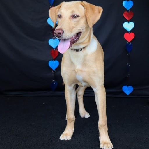 Enlarge Scamp, a Adoptable mixed breed in Unionville, CT image 3/4