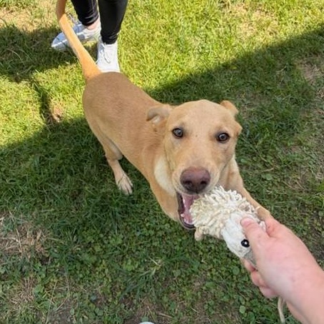 Enlarge Scamp, a Adoptable mixed breed in Unionville, CT image 2/4