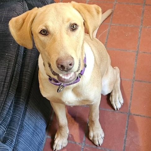Enlarge Scamp, a Adoptable mixed breed in Unionville, CT image 2/6
