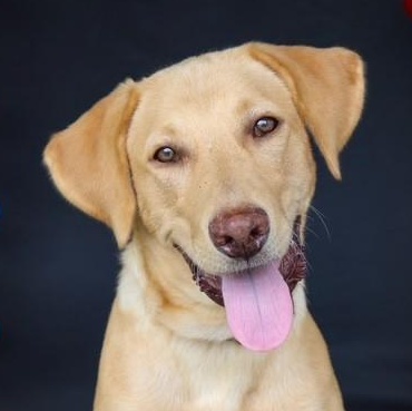 Scamp, Adoptable, Young Male Labrador Retriever.