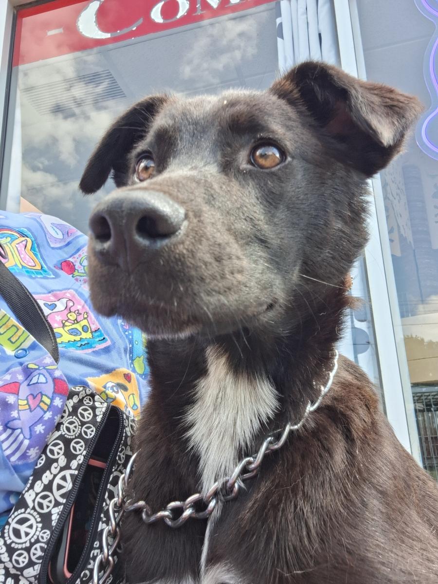 Scraps, adoptable, Puppy Female Labrador Retriever.
