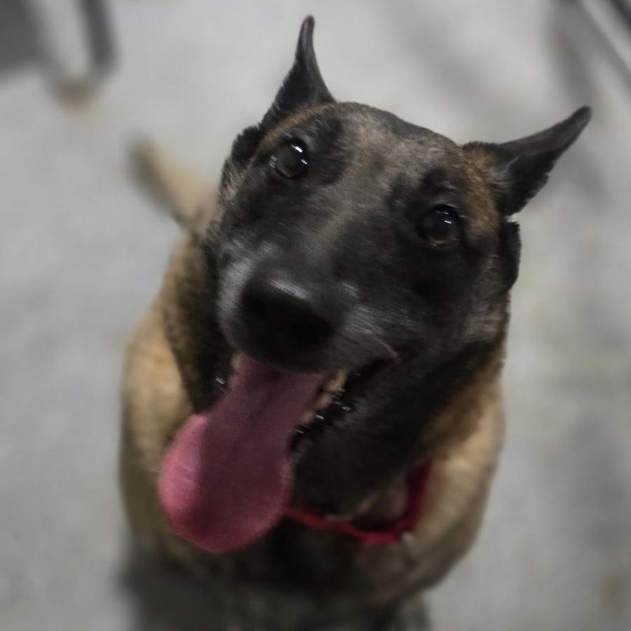 Enlarge Mia, a Adoptable Belgian Shepherd / Malinois in Pahrump, NV image 1/4