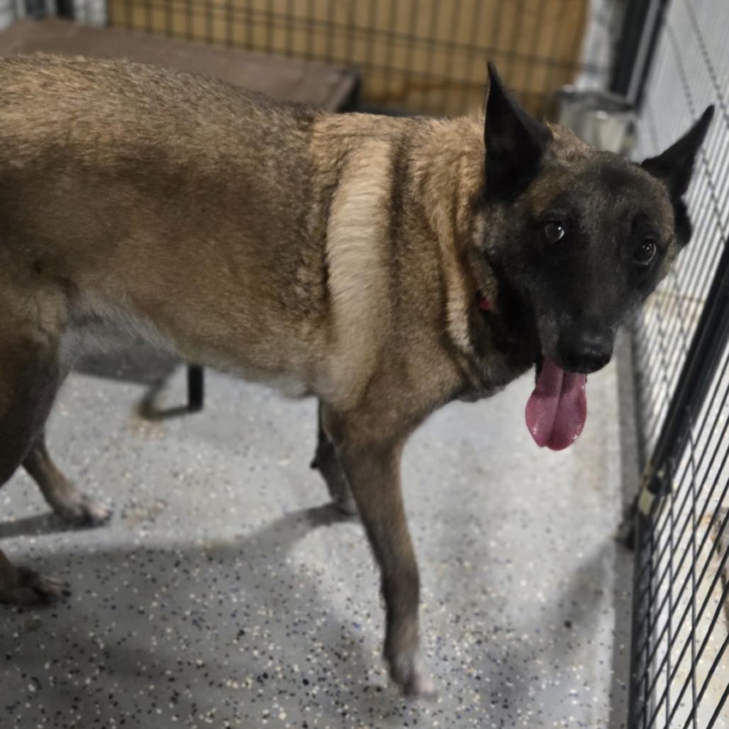 Enlarge Mia, a Adoptable Belgian Shepherd / Malinois in Pahrump, NV image 2/4