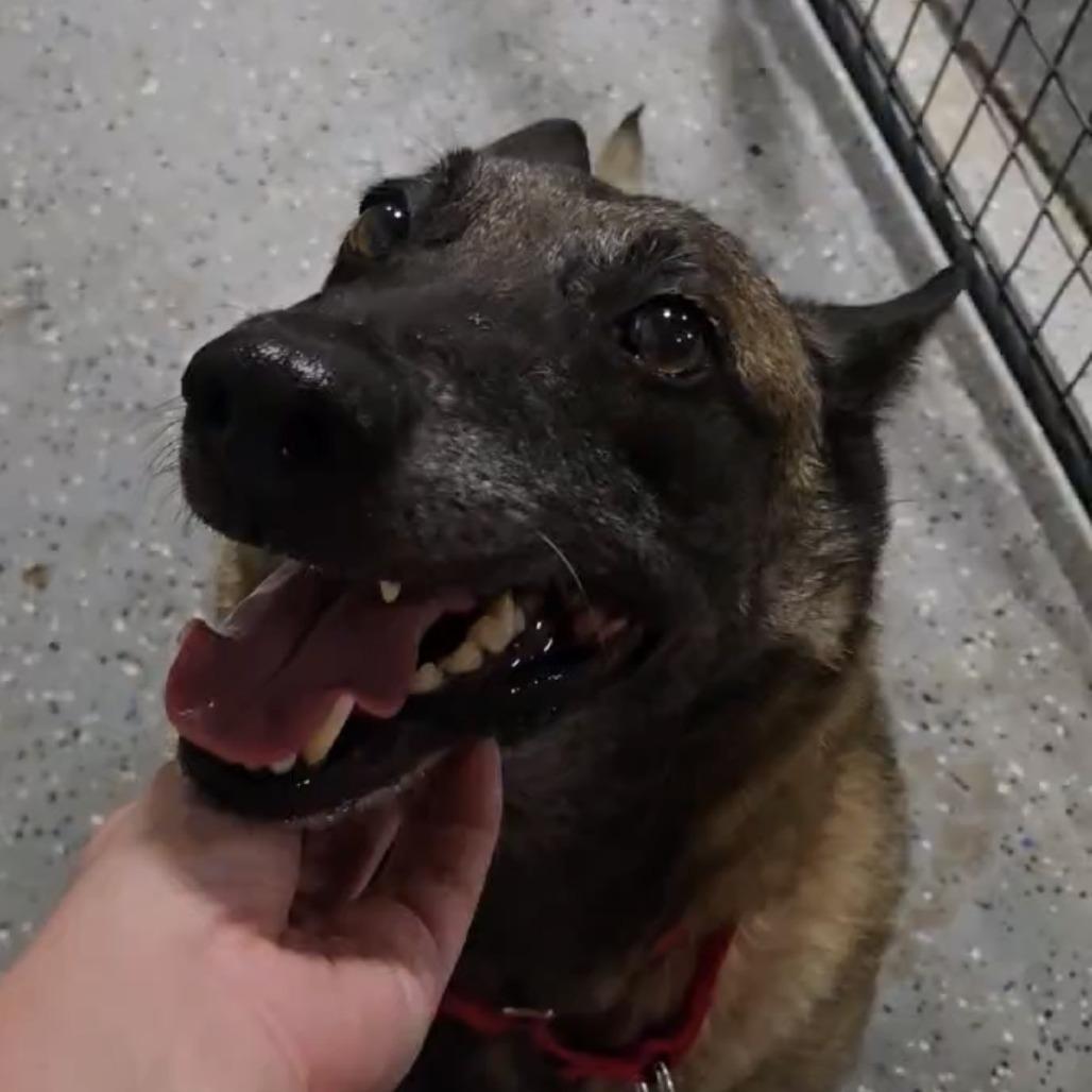 Enlarge Mia, a Adoptable Belgian Shepherd / Malinois in Pahrump, NV image 3/4