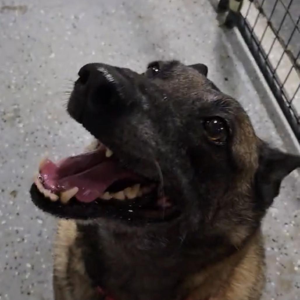 Enlarge Mia, a Adoptable Belgian Shepherd / Malinois in Pahrump, NV image 4/4
