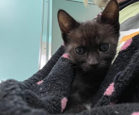 Chipmunk, a Adopted Domestic Short Hair in Richmond, CA image 1/3