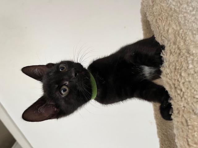 Chipmunk, a Adopted Domestic Short Hair in Richmond, CA image 2/3