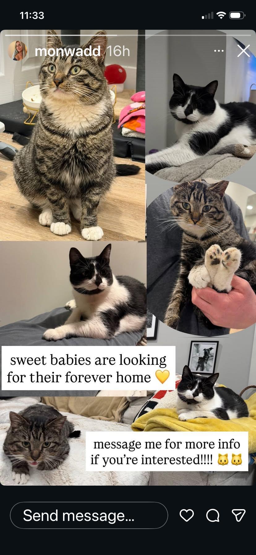 Squish and Honey, a Adoptable mixed breed in Hockessin, DE image 2/2