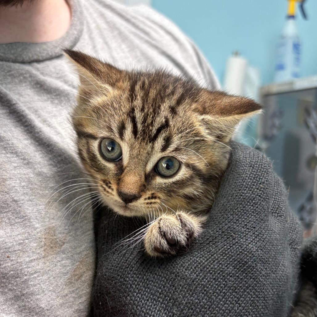 Falcon, a Adoptable Domestic Short Hair in New Fairfield, CT image 1/6