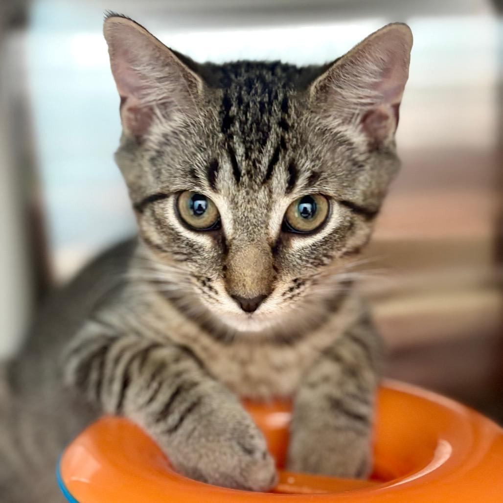 Falcon, a Adoptable Domestic Short Hair in New Fairfield, CT image 2/6