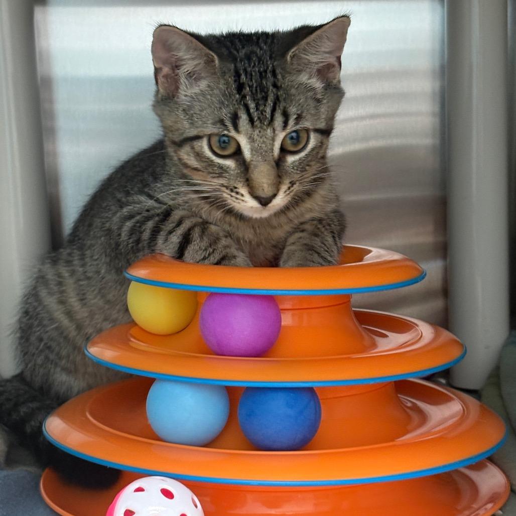 Falcon, a Adoptable Domestic Short Hair in New Fairfield, CT image 3/6