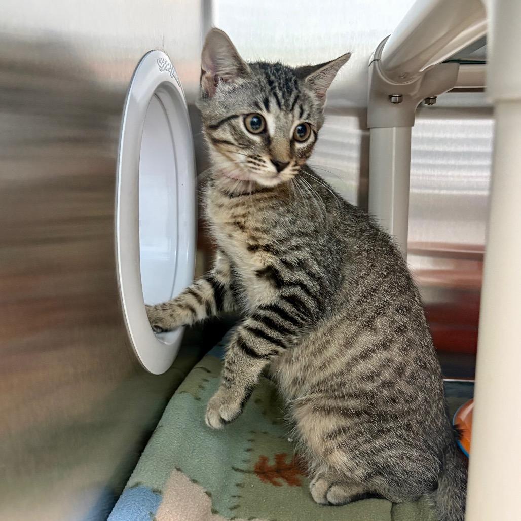 Falcon, a Adoptable Domestic Short Hair in New Fairfield, CT image 4/6