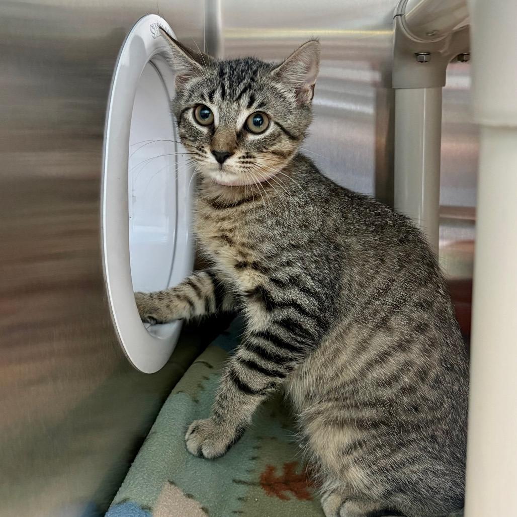 Falcon, a Adoptable Domestic Short Hair in New Fairfield, CT image 5/6