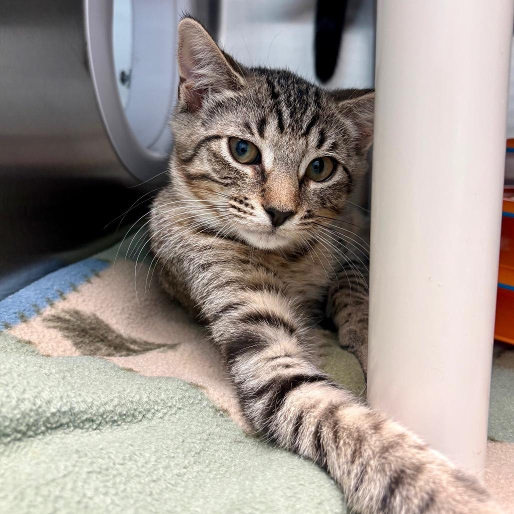 Falcon, a Adoptable Domestic Short Hair in New Fairfield, CT image 6/6