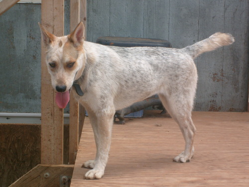 Mya, a Adoptable mixed breed in Anton, TX image 1/4