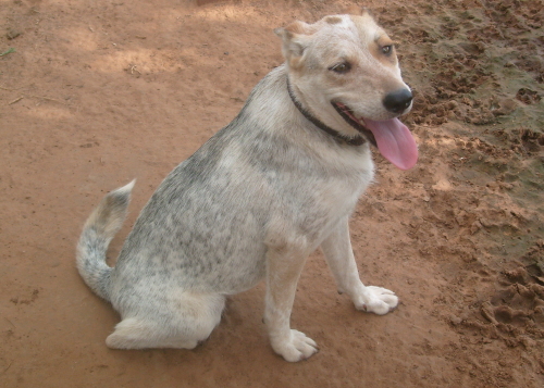 Mya, a Adoptable mixed breed in Anton, TX image 2/4