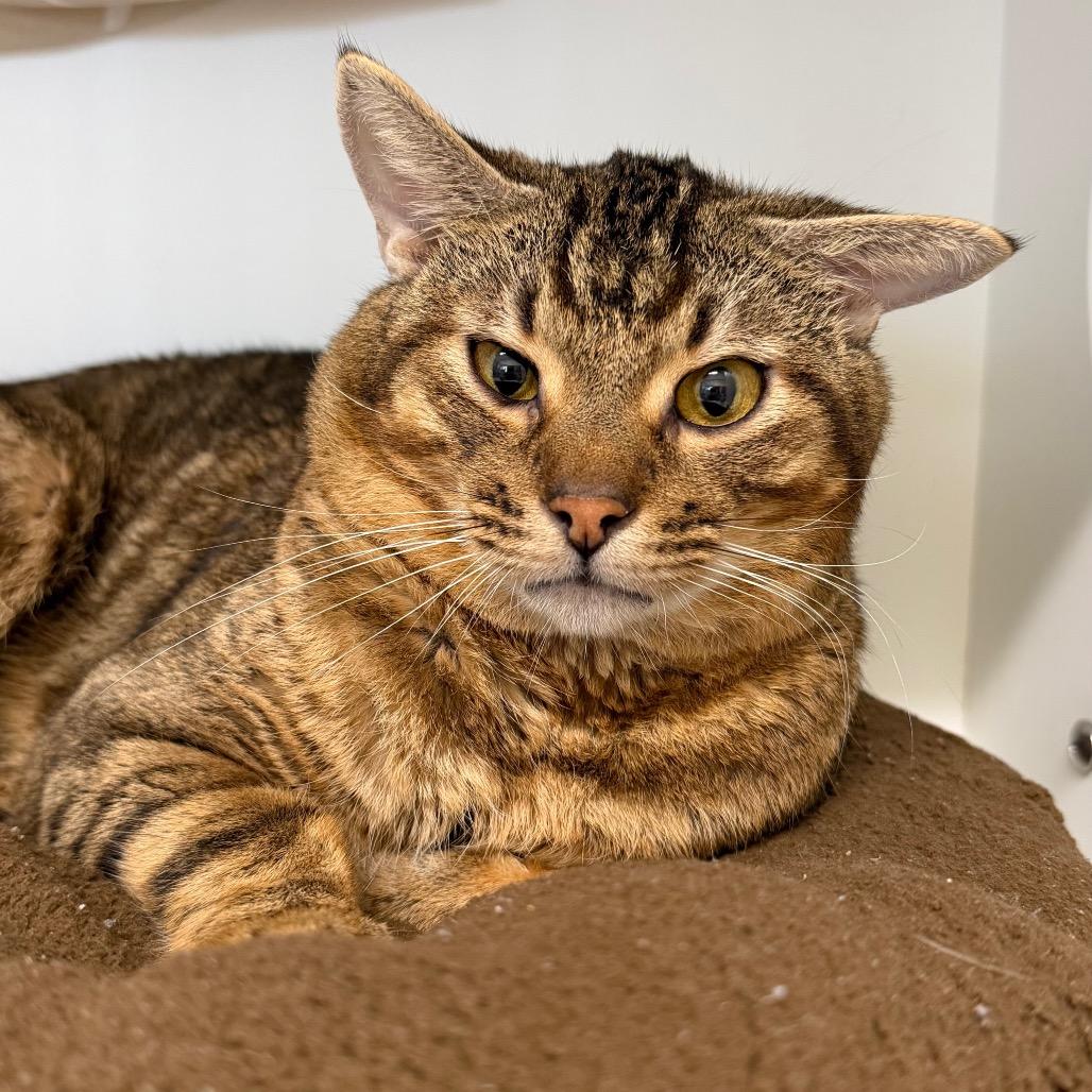 McQueen, Adoptable, Adult Male Domestic Short Hair.