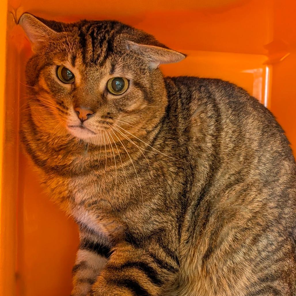 Enlarge McQueen, a Adoptable mixed breed in Houston, TX image 2/4