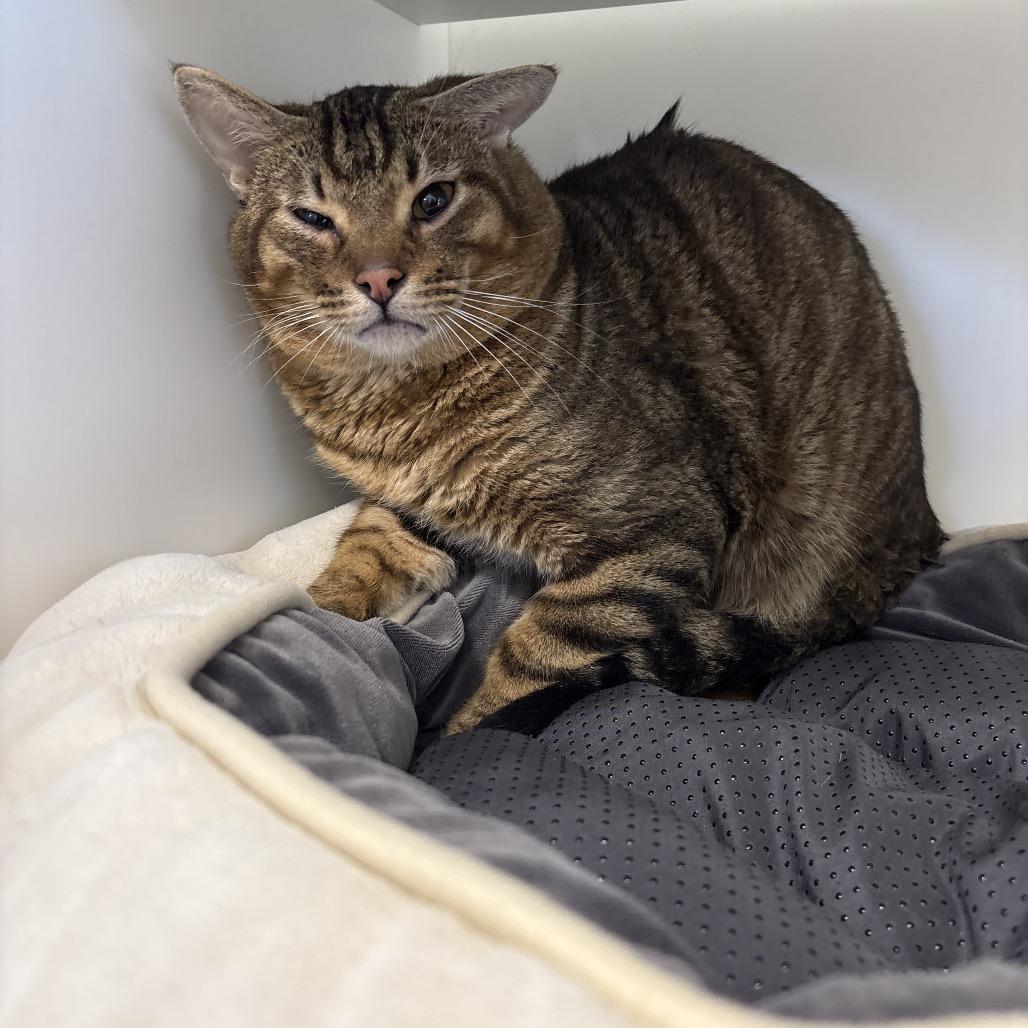 Enlarge McQueen, a Adoptable mixed breed in Houston, TX image 3/4