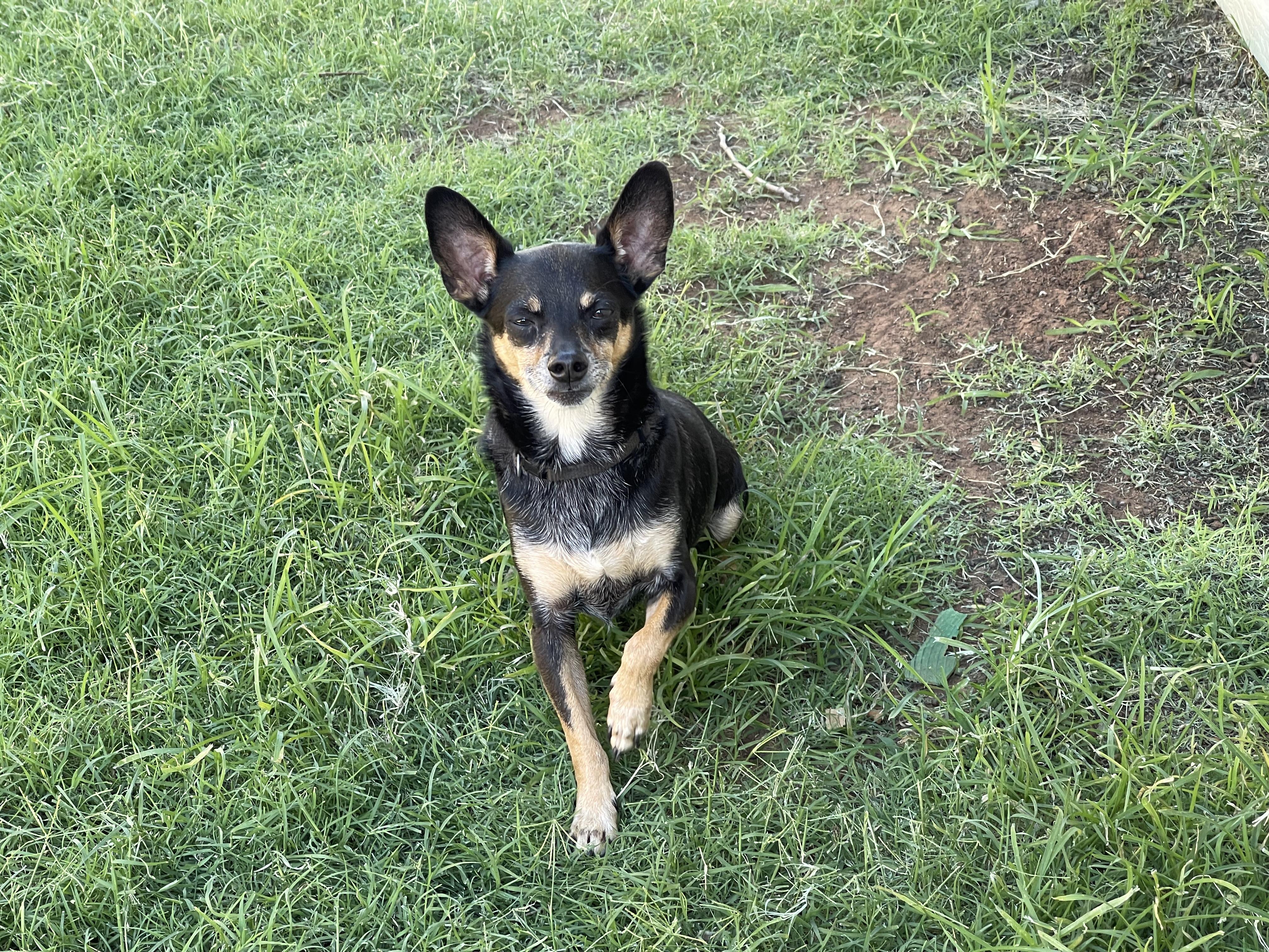 Enlarge Tank, a Adoptable Miniature Pinscher in Dripping Springs, TX image 1/6