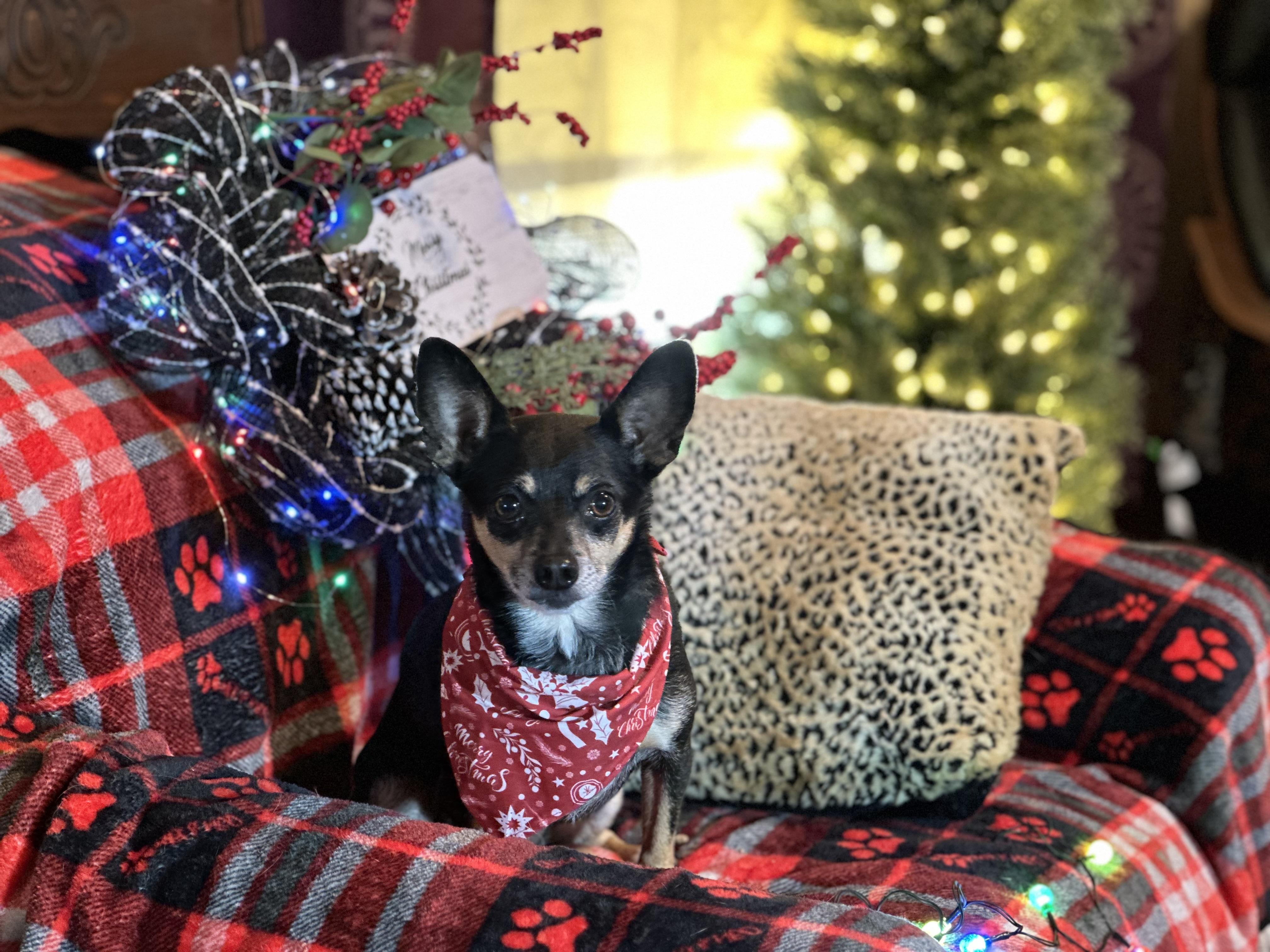 Enlarge Tank, a Adoptable Miniature Pinscher in Dripping Springs, TX image 3/6