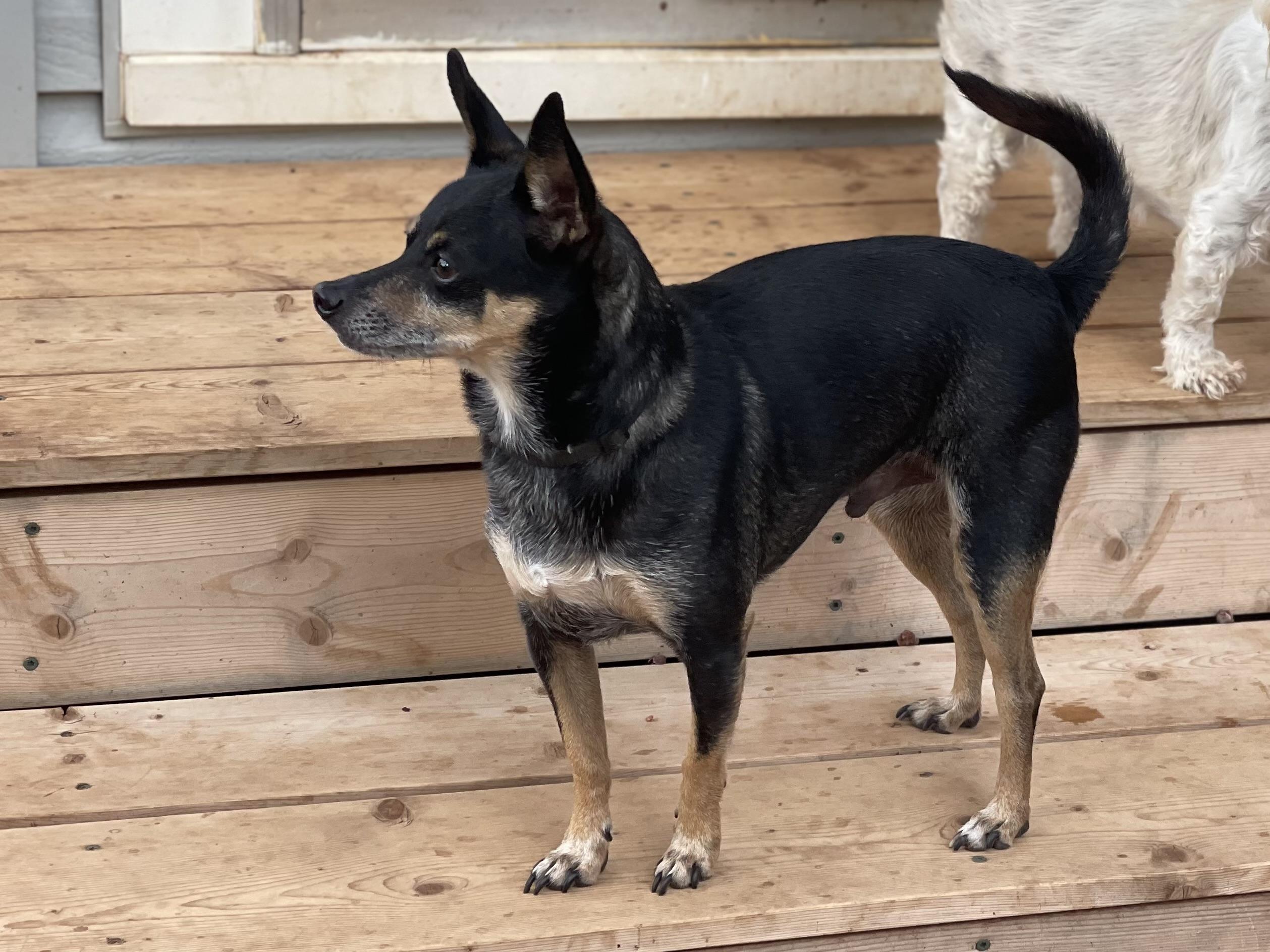 Enlarge Tank, a Adoptable Miniature Pinscher in Dripping Springs, TX image 5/6