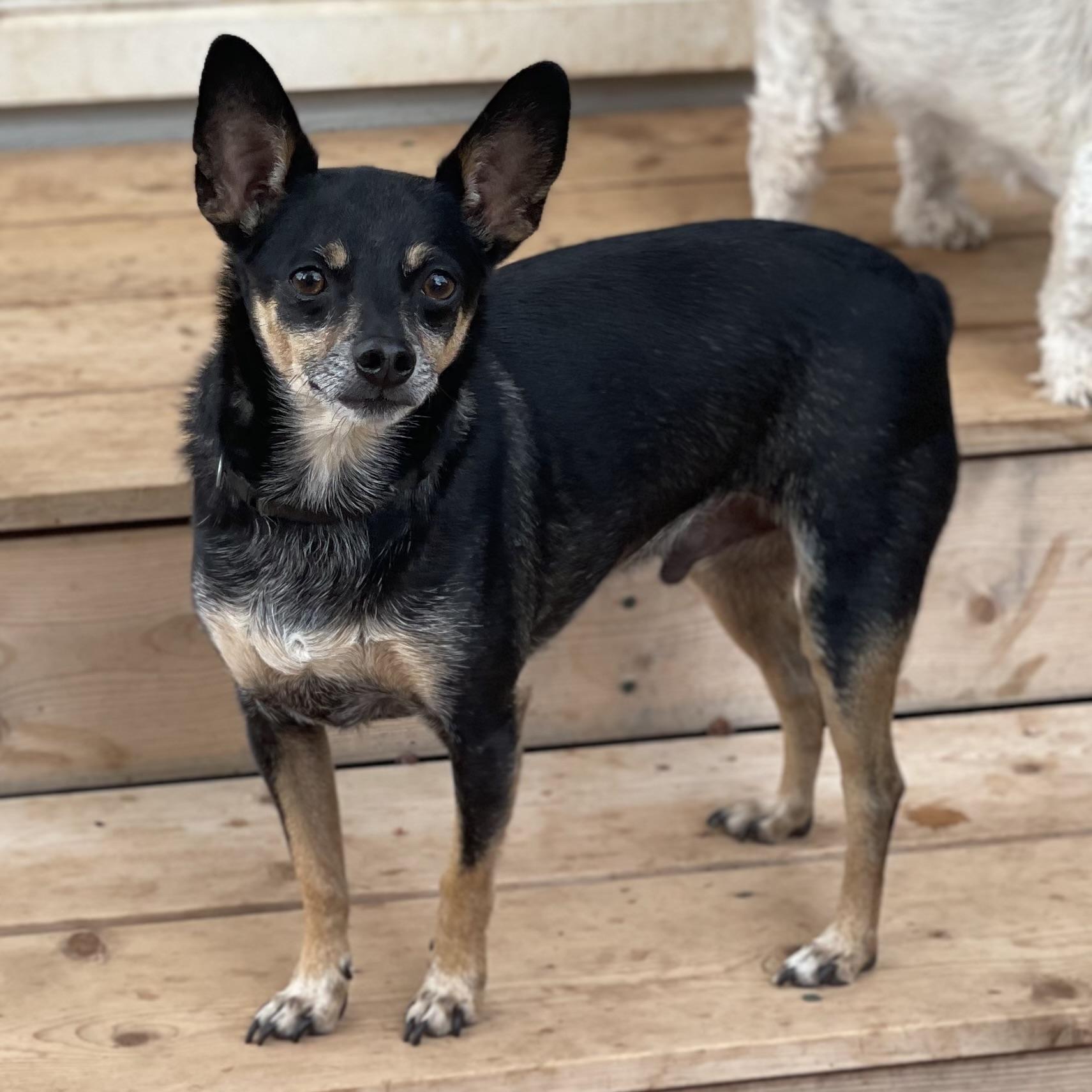 Enlarge Tank, a Adoptable Miniature Pinscher in Dripping Springs, TX image 2/6