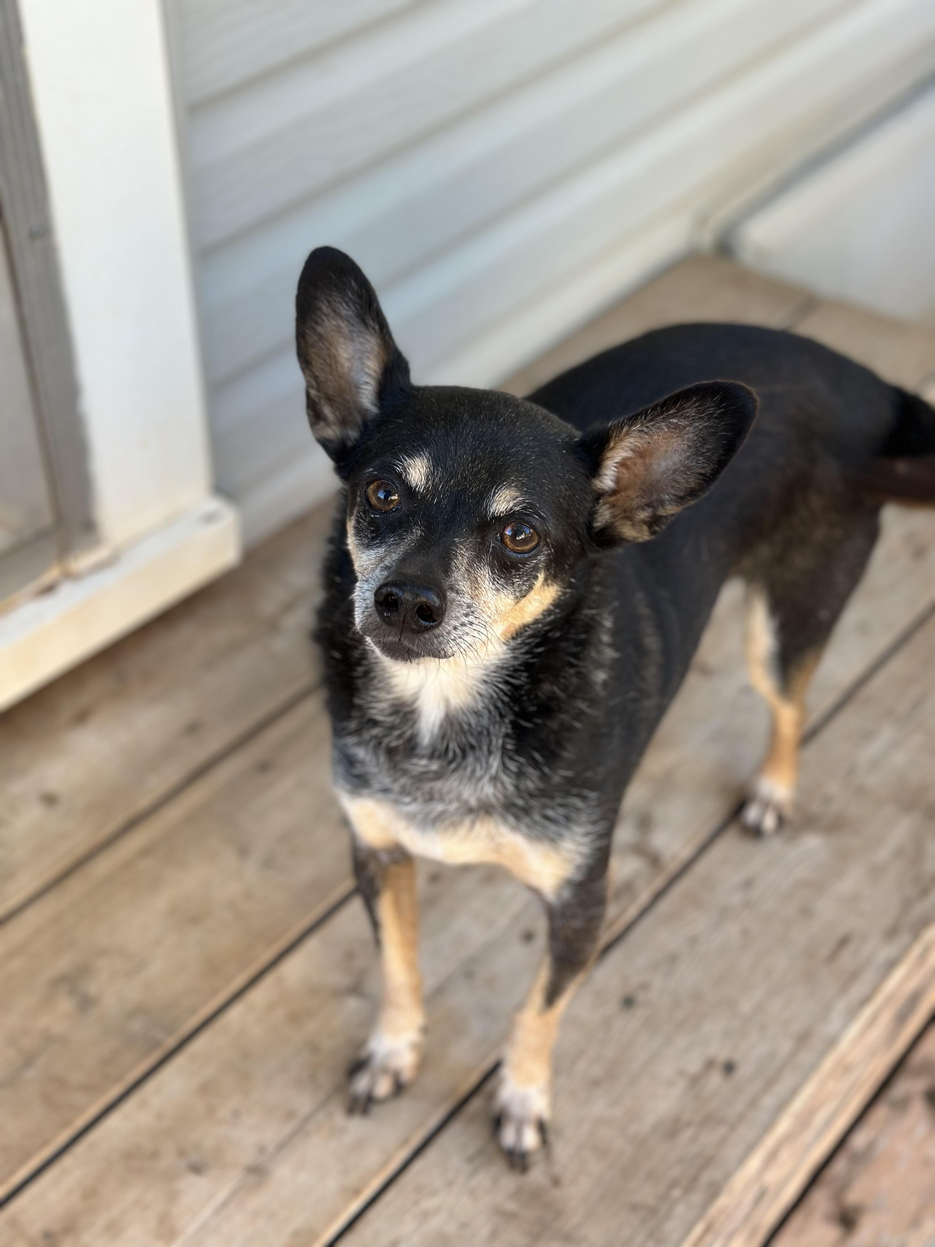 Enlarge Tank, a Adoptable Miniature Pinscher in Dripping Springs, TX image 6/6