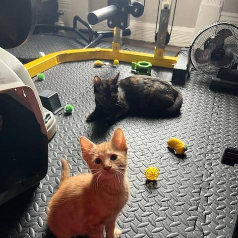 Thistle Aw thumbnail 2